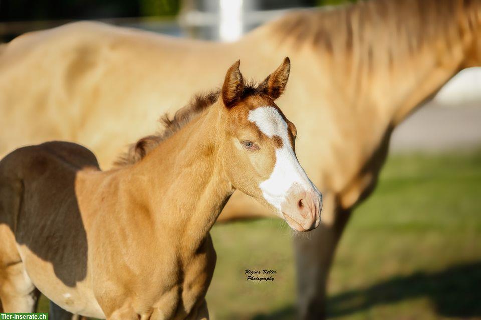 Bild 2: Wunderschönes Quarter Horse Hengstfohlen von April 2024