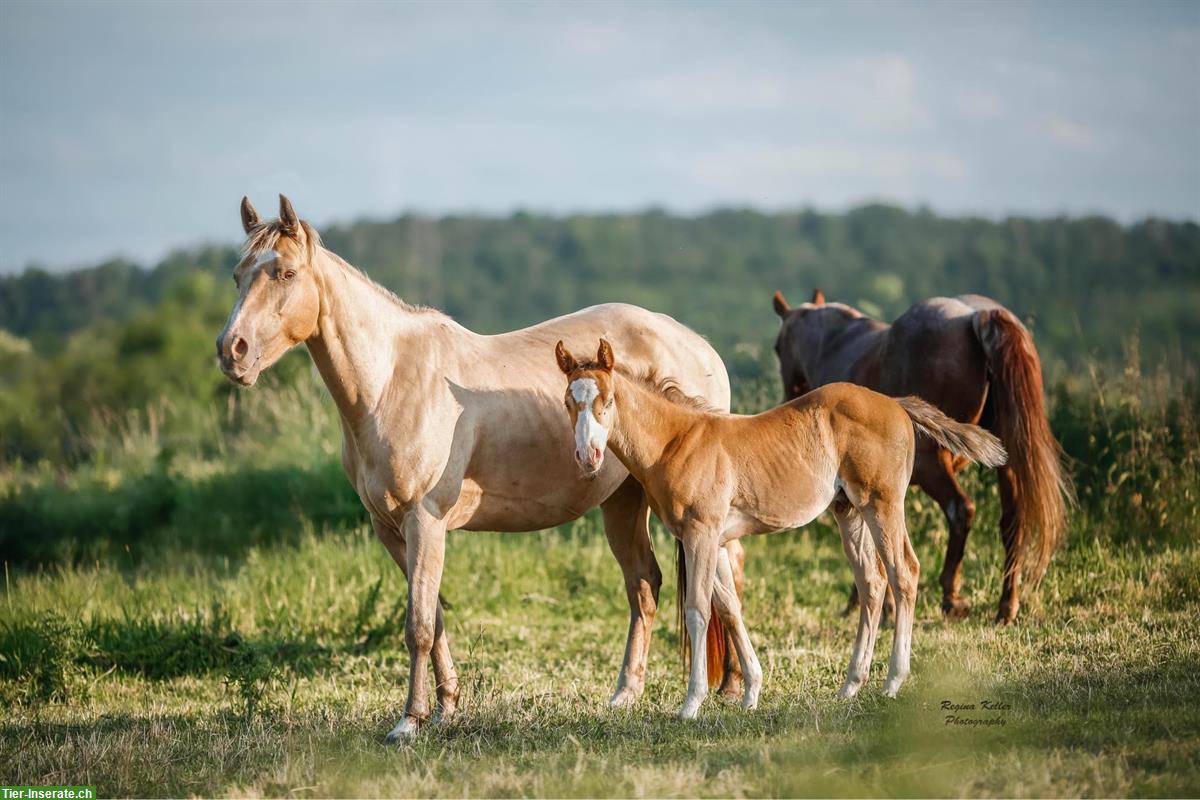 Bild 5: Wunderschönes Quarter Horse Hengstfohlen von April 2024