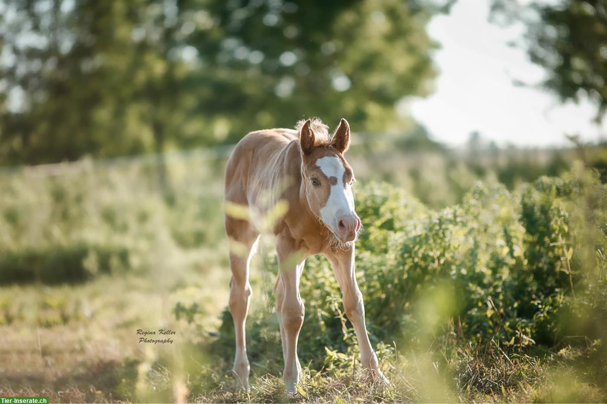 Bild 6: Wunderschönes Quarter Horse Hengstfohlen von April 2024