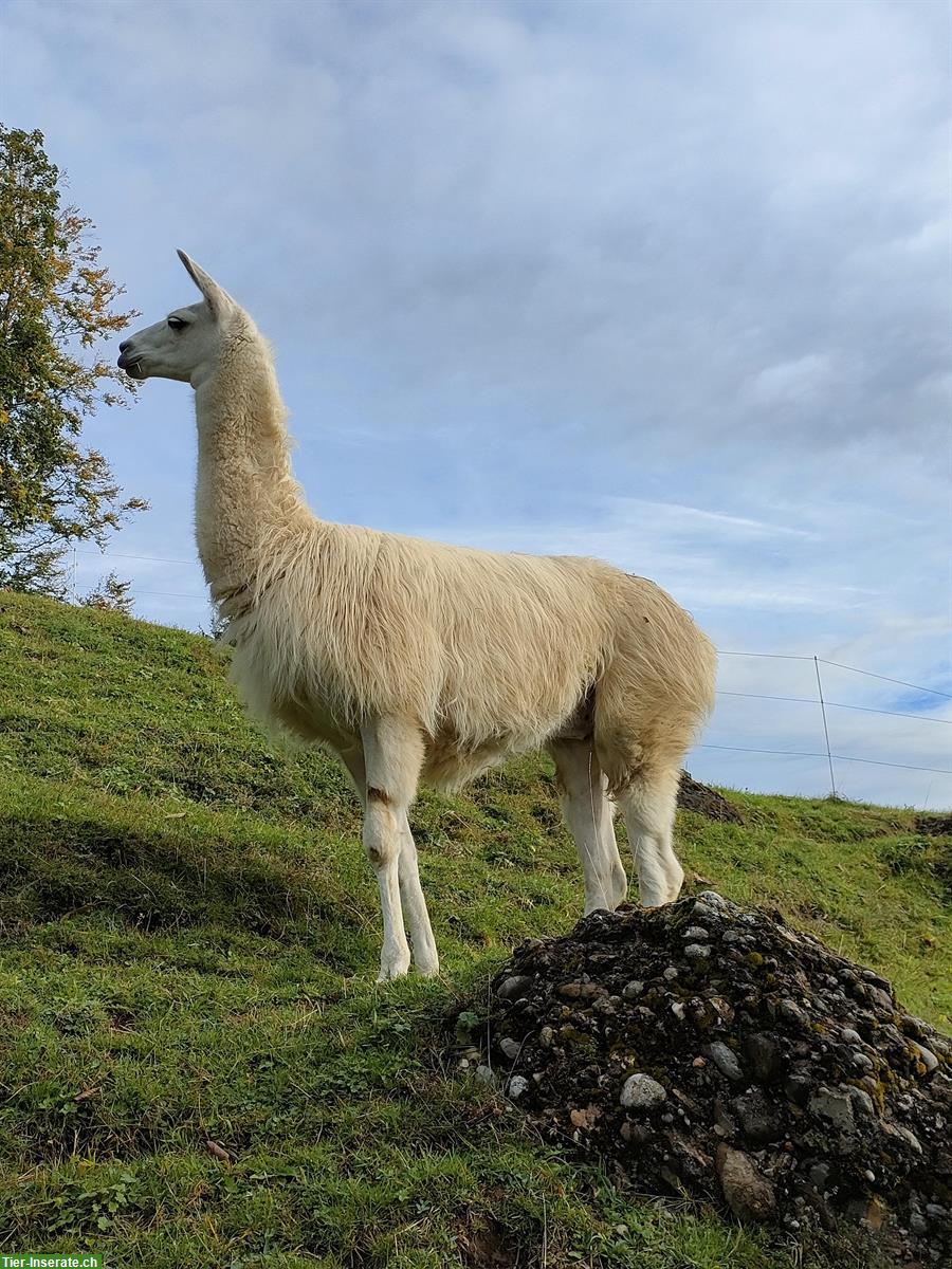 Bild 2: Classic-Lamas Hengste zu verkaufen