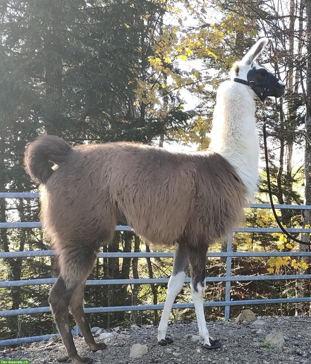 Bild 3: Classic-Lamas Hengste zu verkaufen