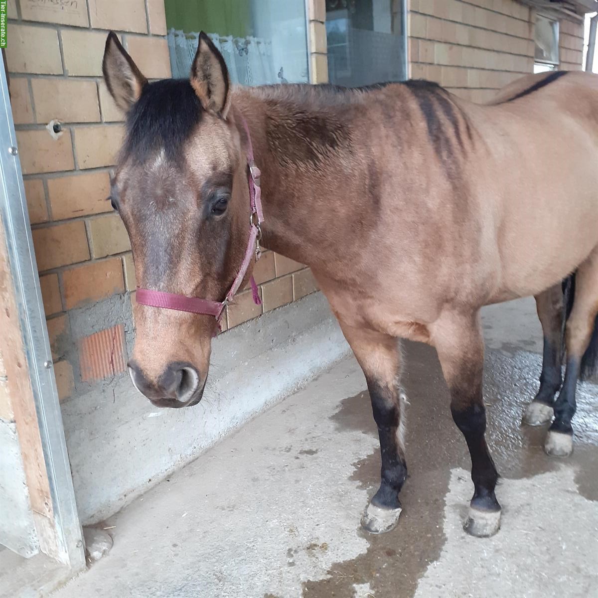 Bild 2: Sportliches Westernpferd mit Charakter und starkem Kopf