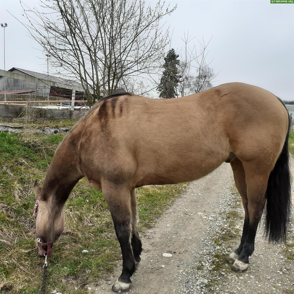 Bild 3: Sportliches Westernpferd mit Charakter und starkem Kopf