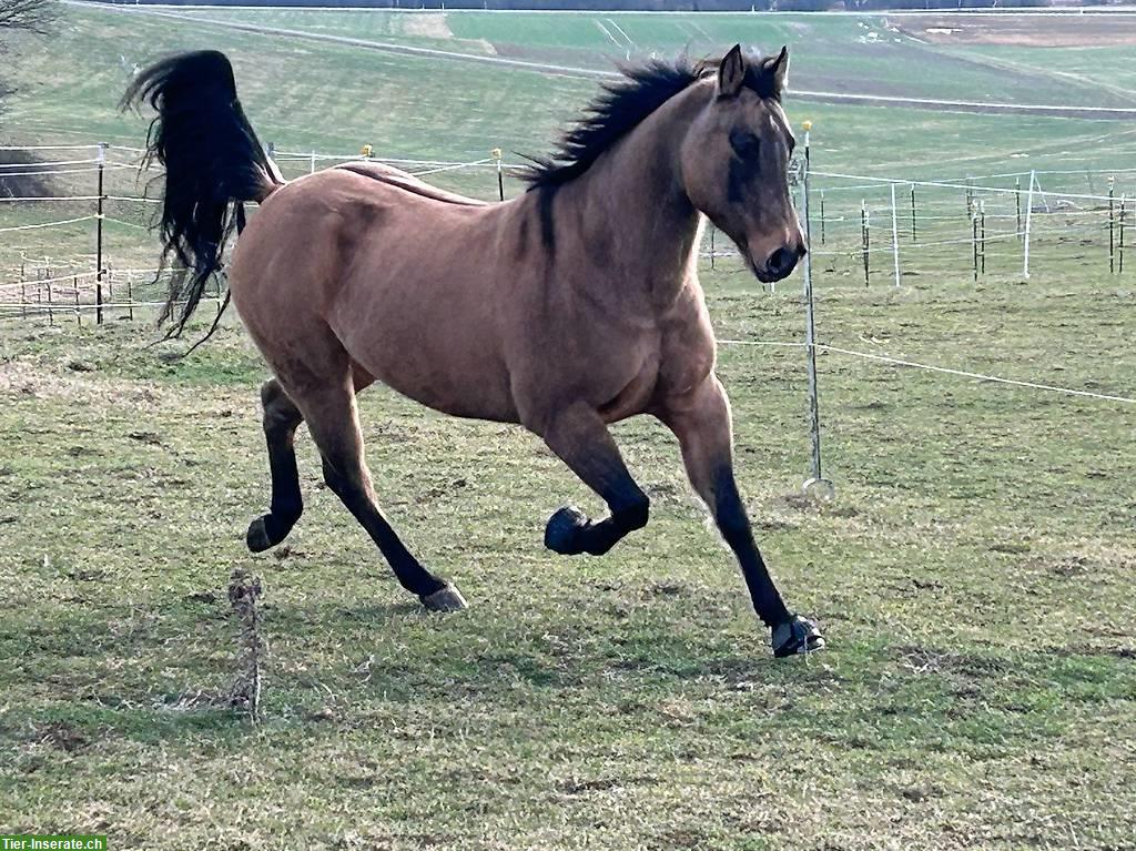 Bild 4: Sportliches Westernpferd mit Charakter und starkem Kopf