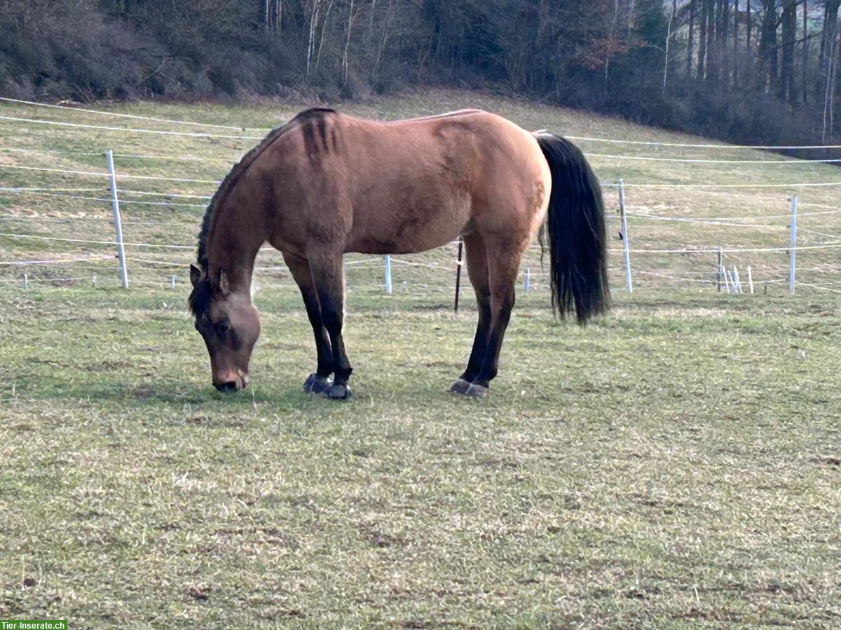 Bild 5: Sportliches Westernpferd mit Charakter und starkem Kopf