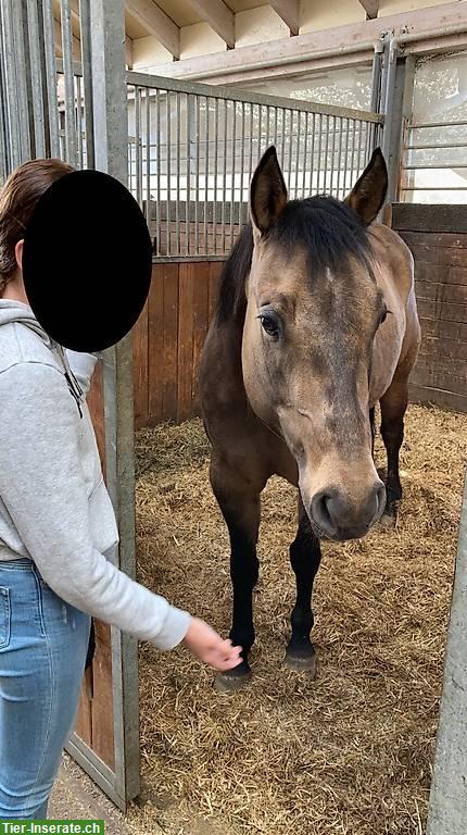 Bild 6: Sportliches Westernpferd mit Charakter und starkem Kopf