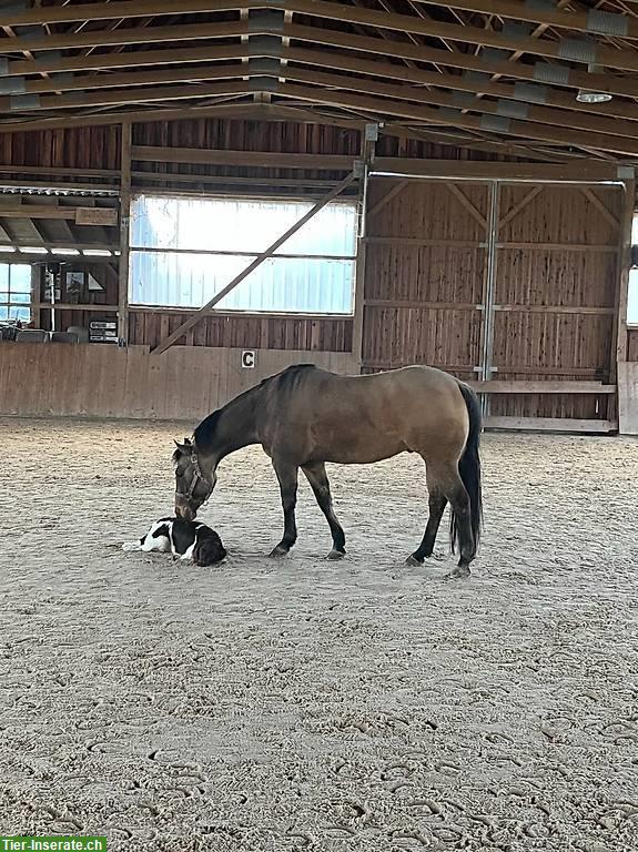 Bild 8: Sportliches Westernpferd mit Charakter und starkem Kopf