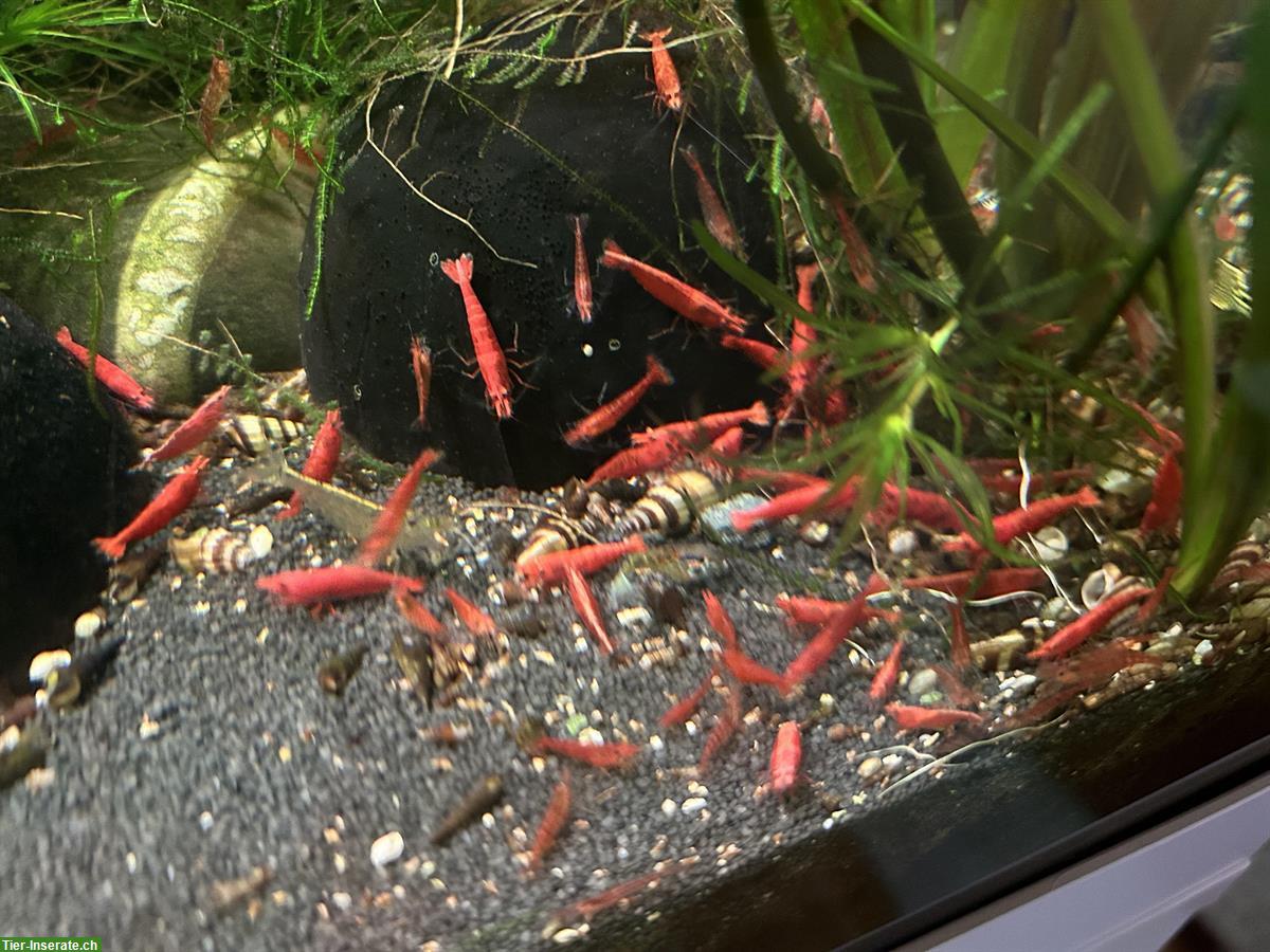 Red Sakura Garnelen - Neocaridina Davidi spec. Sakura