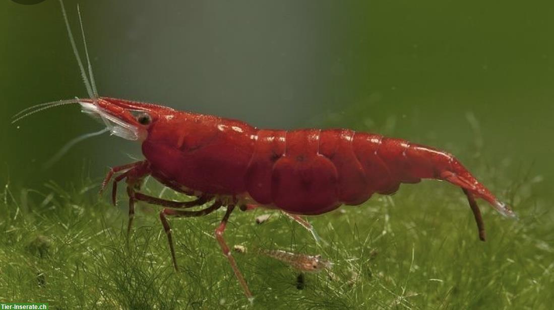 Bild 4: Red Sakura Garnelen - Neocaridina Davidi spec. Sakura