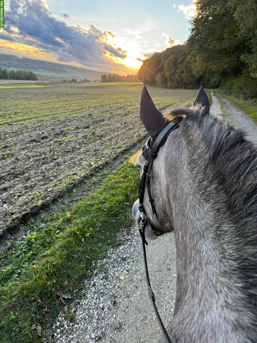 Reitbeteiligung auf Freiberger in Dettighofen