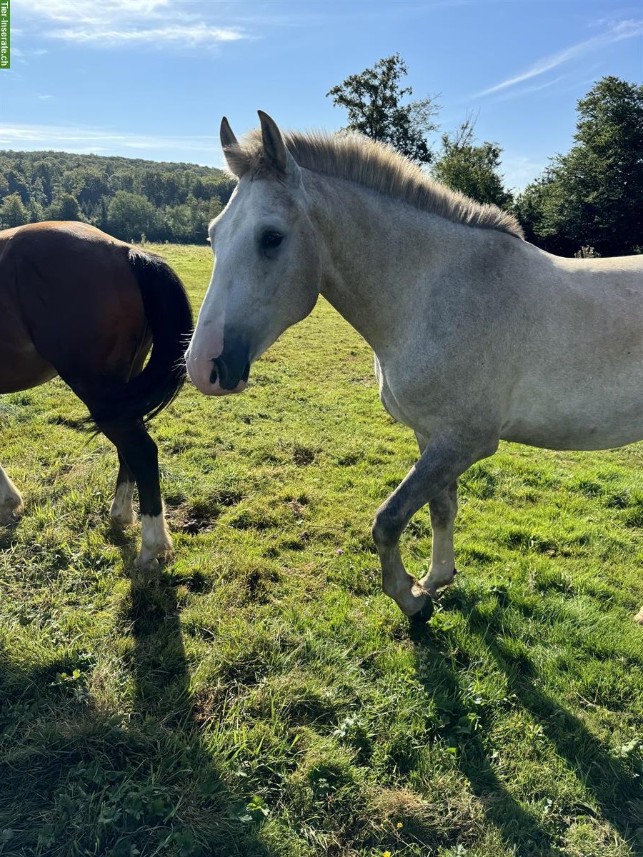 Bild 2: Reitbeteiligung auf Freiberger in Dettighofen