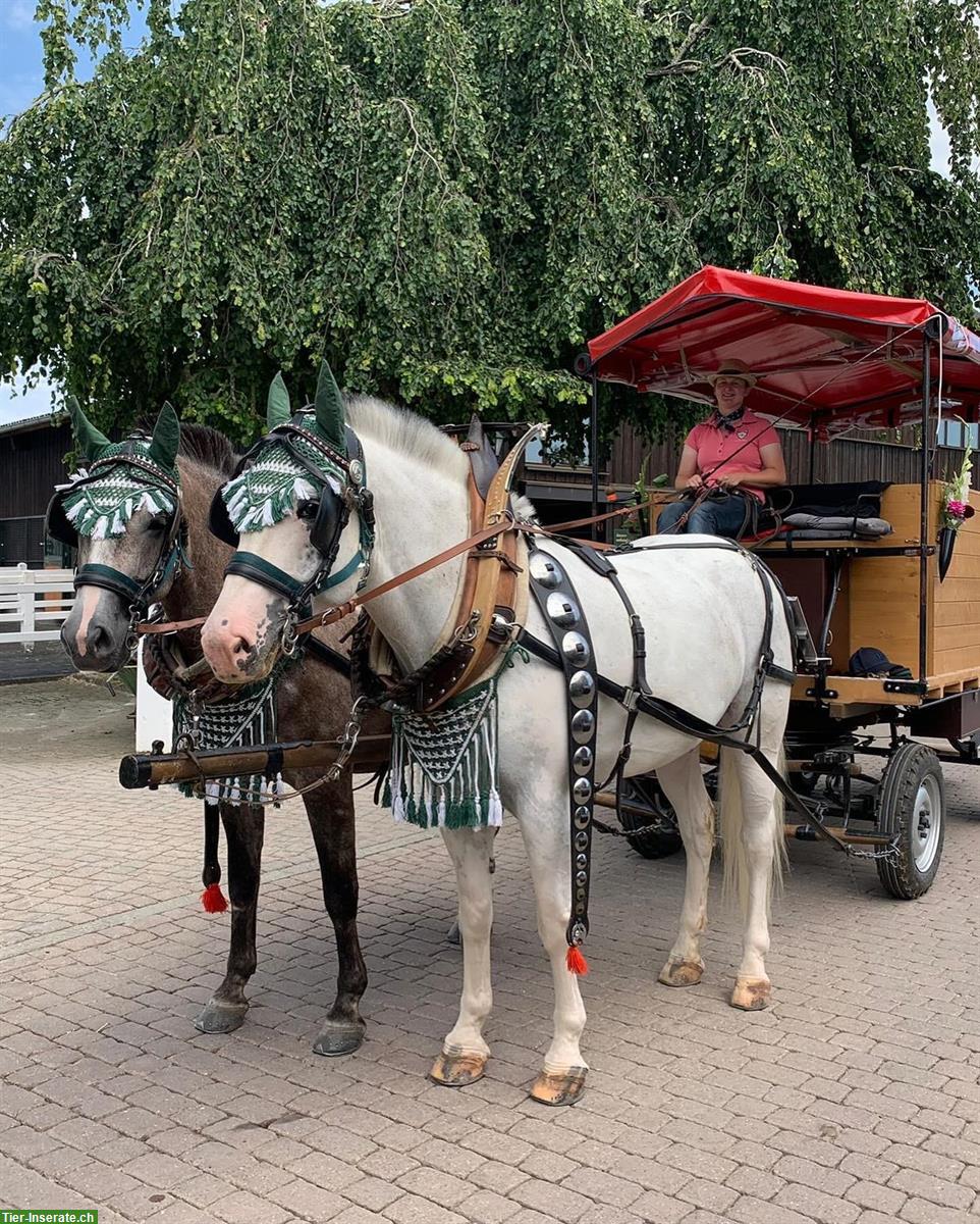 Bild 4: Reitbeteiligung auf Freiberger in Dettighofen