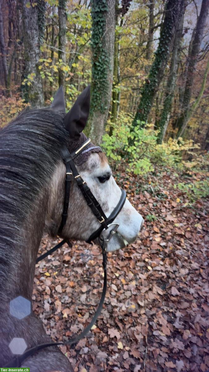 Bild 6: Reitbeteiligung auf Freiberger in Dettighofen