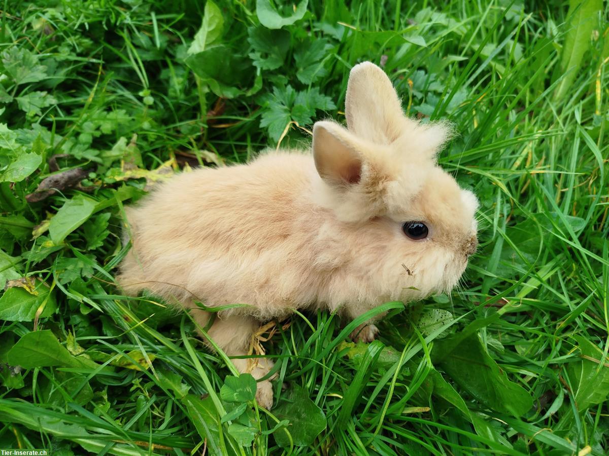 Bild 2: Kastriertes Zwergkaninchen Männchen