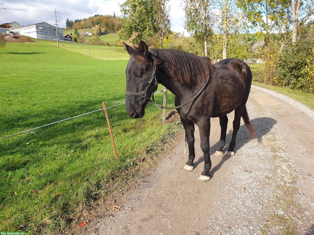 Bild 2: Pony Wallach sucht neues Zuhause