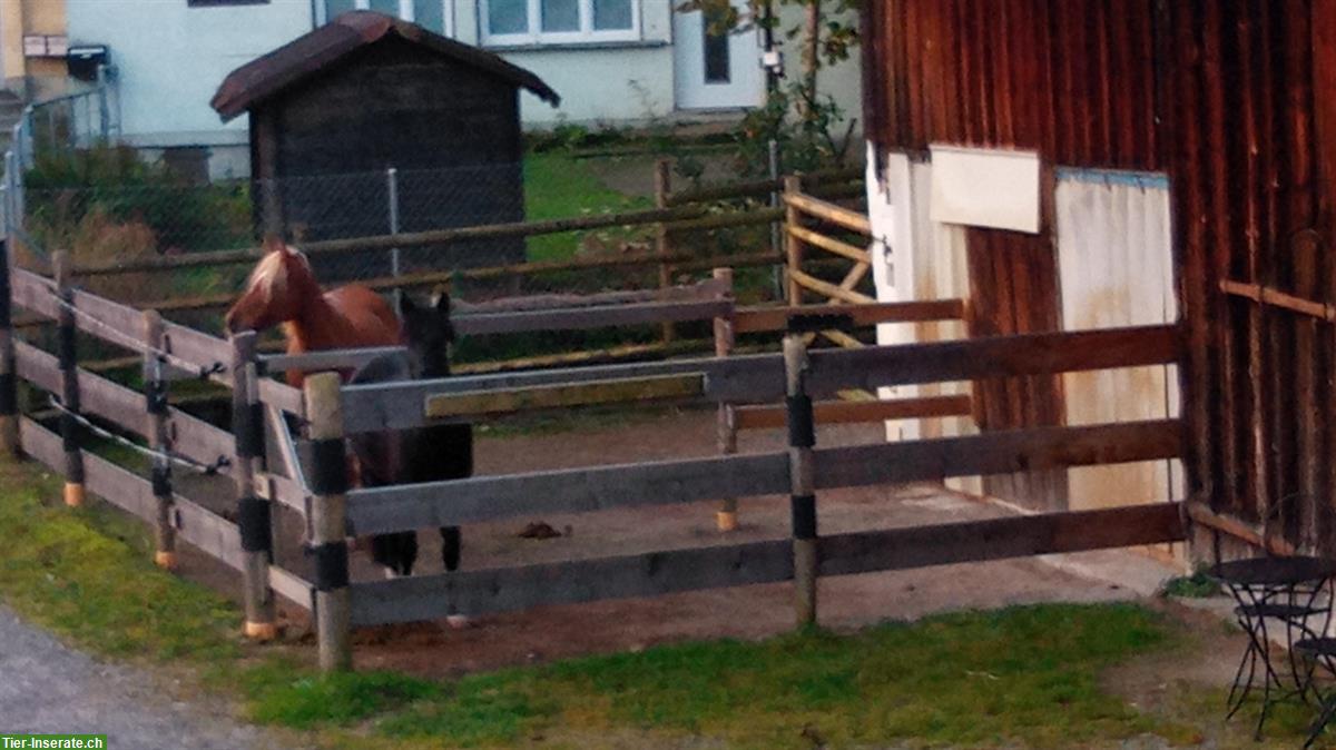 Biete Platz/Ferienplatz für Pferd/Pony ans Futter, ZH-Oberland