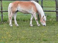 Biete Reitbeteiligung auf Haflinger Wallach, Oetwil am See