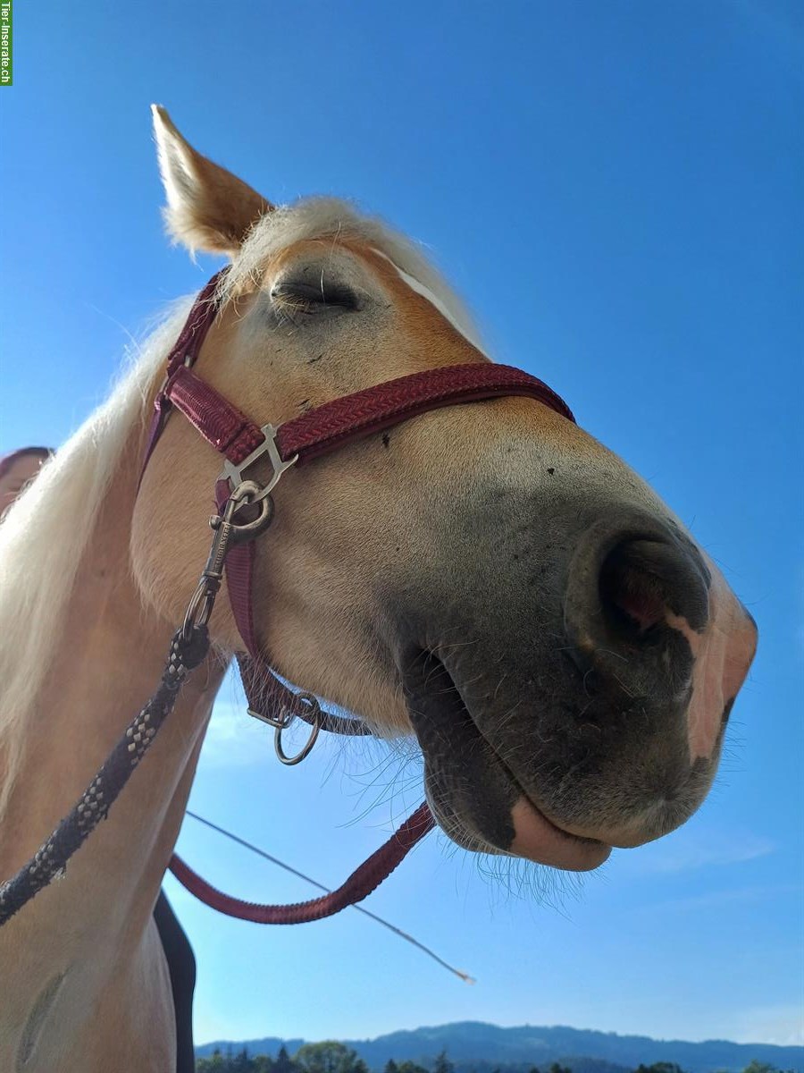 Bild 2: Biete Reitbeteiligung auf Haflinger Wallach, Oetwil am See