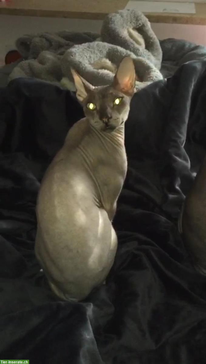 Sphynx Katzen mit Stammbaum zu verkaufen