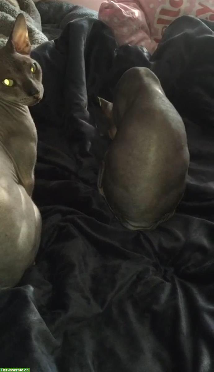 Bild 2: Sphynx Katzen mit Stammbaum zu verkaufen