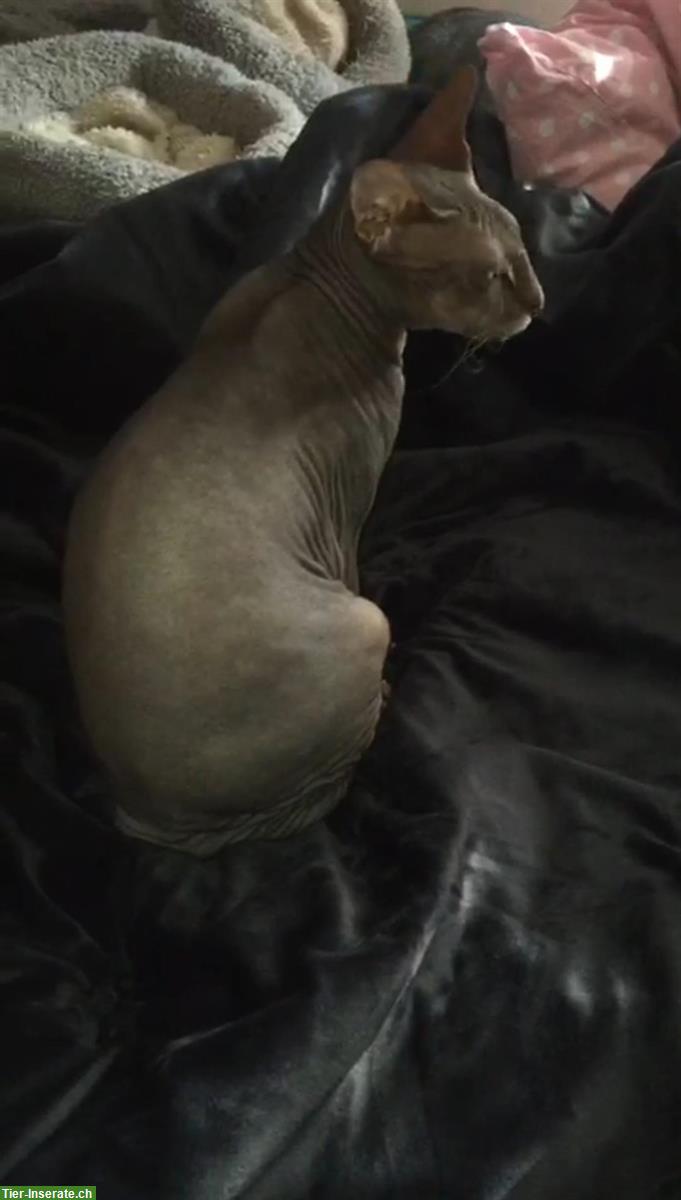 Bild 3: Sphynx Katzen mit Stammbaum zu verkaufen