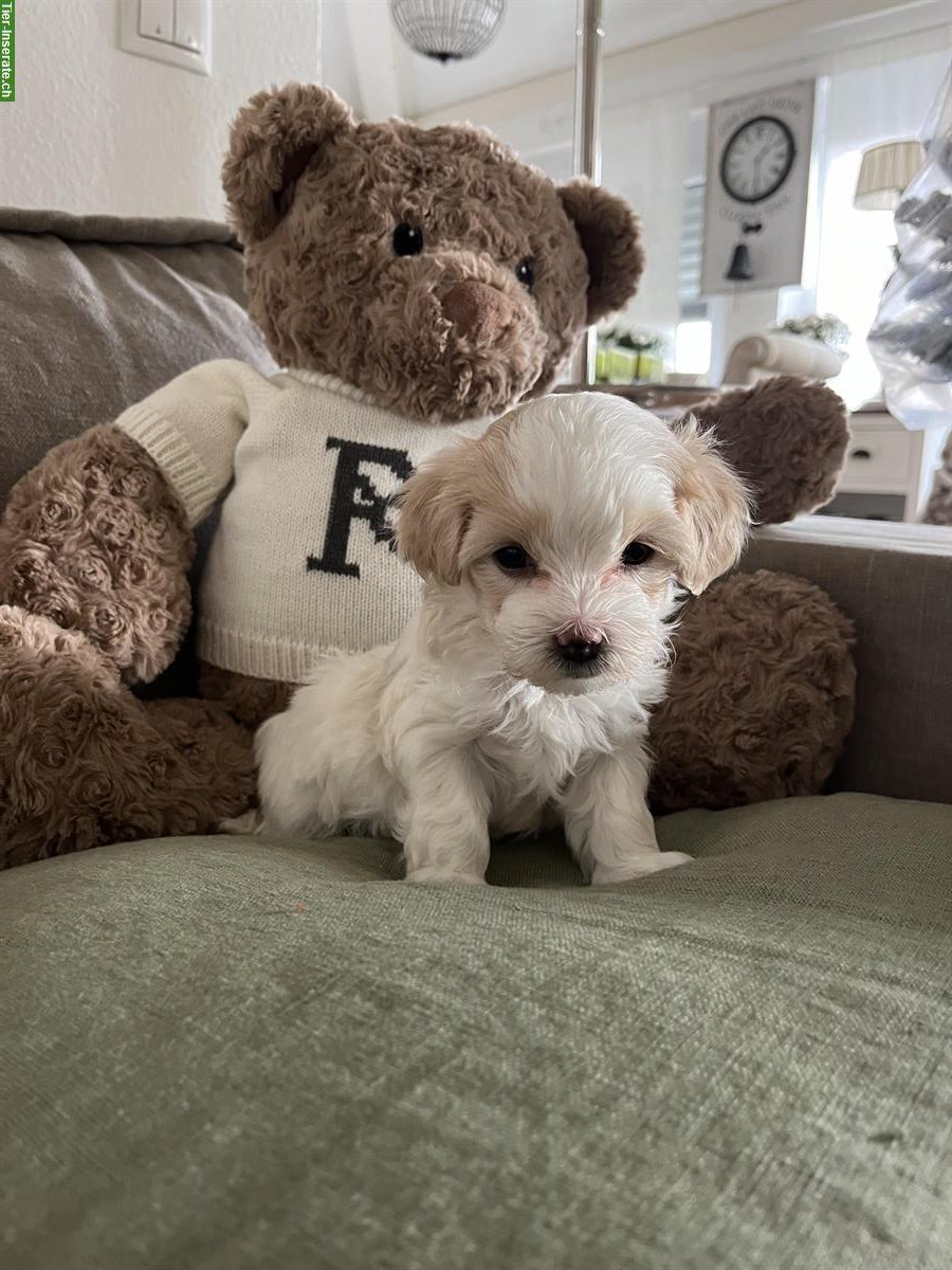 Bild 2: Wunderschöne Maltipoo Welpen F1 zu verkaufen