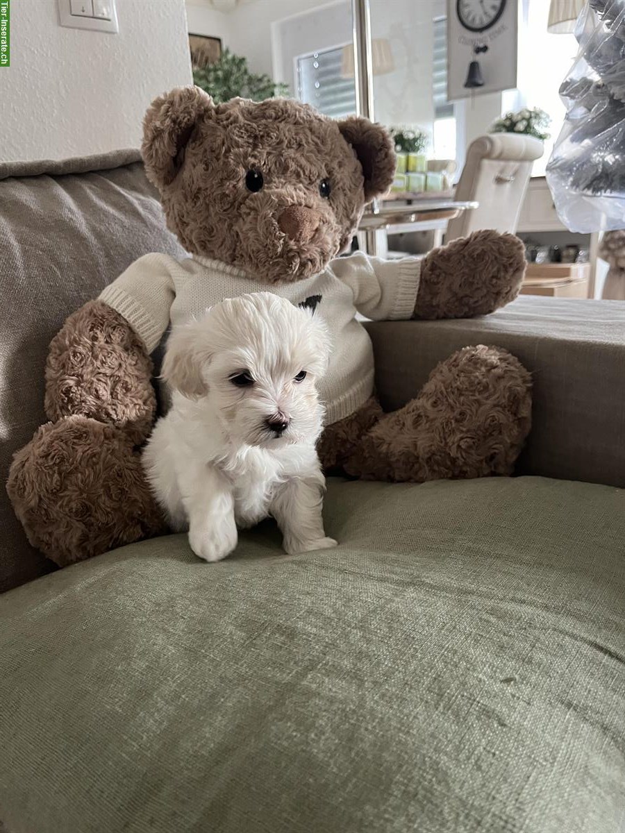 Bild 4: Wunderschöne Maltipoo Welpen F1 zu verkaufen