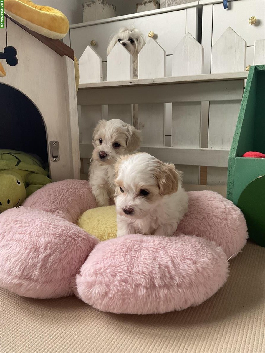 Bild 6: Wunderschöne Maltipoo Welpen F1 zu verkaufen