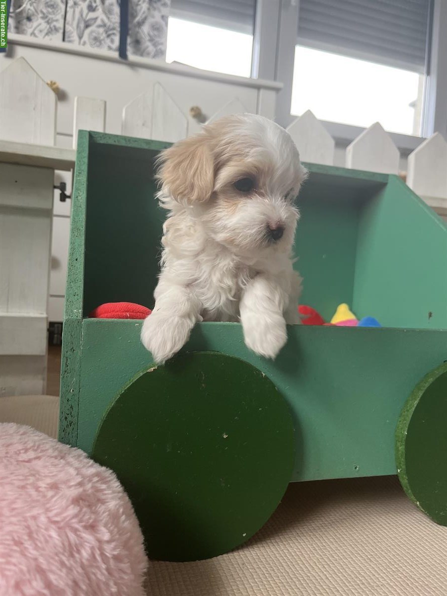 Bild 7: Wunderschöne Maltipoo Welpen F1 zu verkaufen