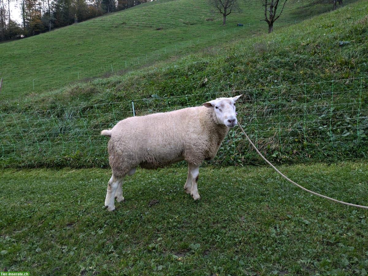 Texel Schafbock, 4-jährig zu verkaufen