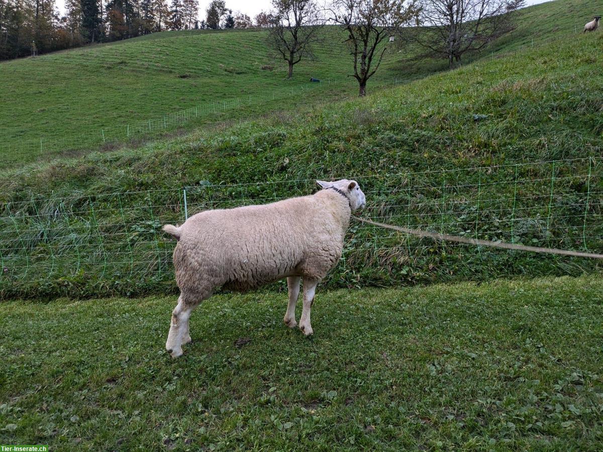 Bild 2: Texel Schafbock, 4-jährig zu verkaufen