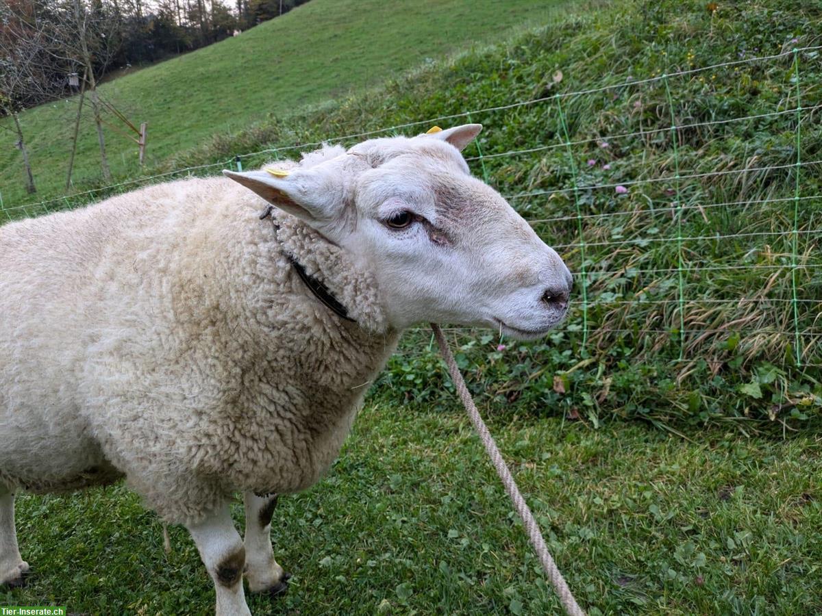 Bild 3: Texel Schafbock, 4-jährig zu verkaufen