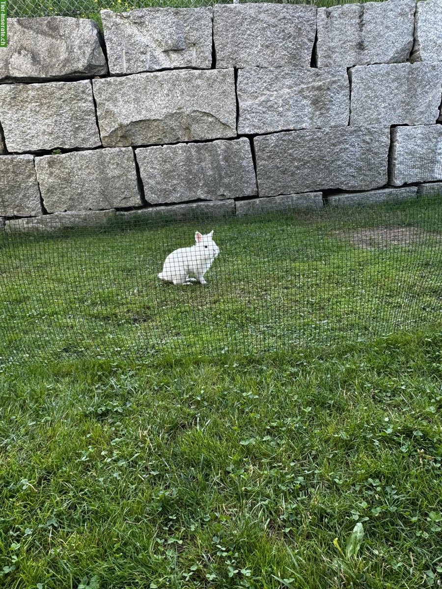 Bild 5: Süßes Löwenkopf Zwergkaninchen Männchen, weiss