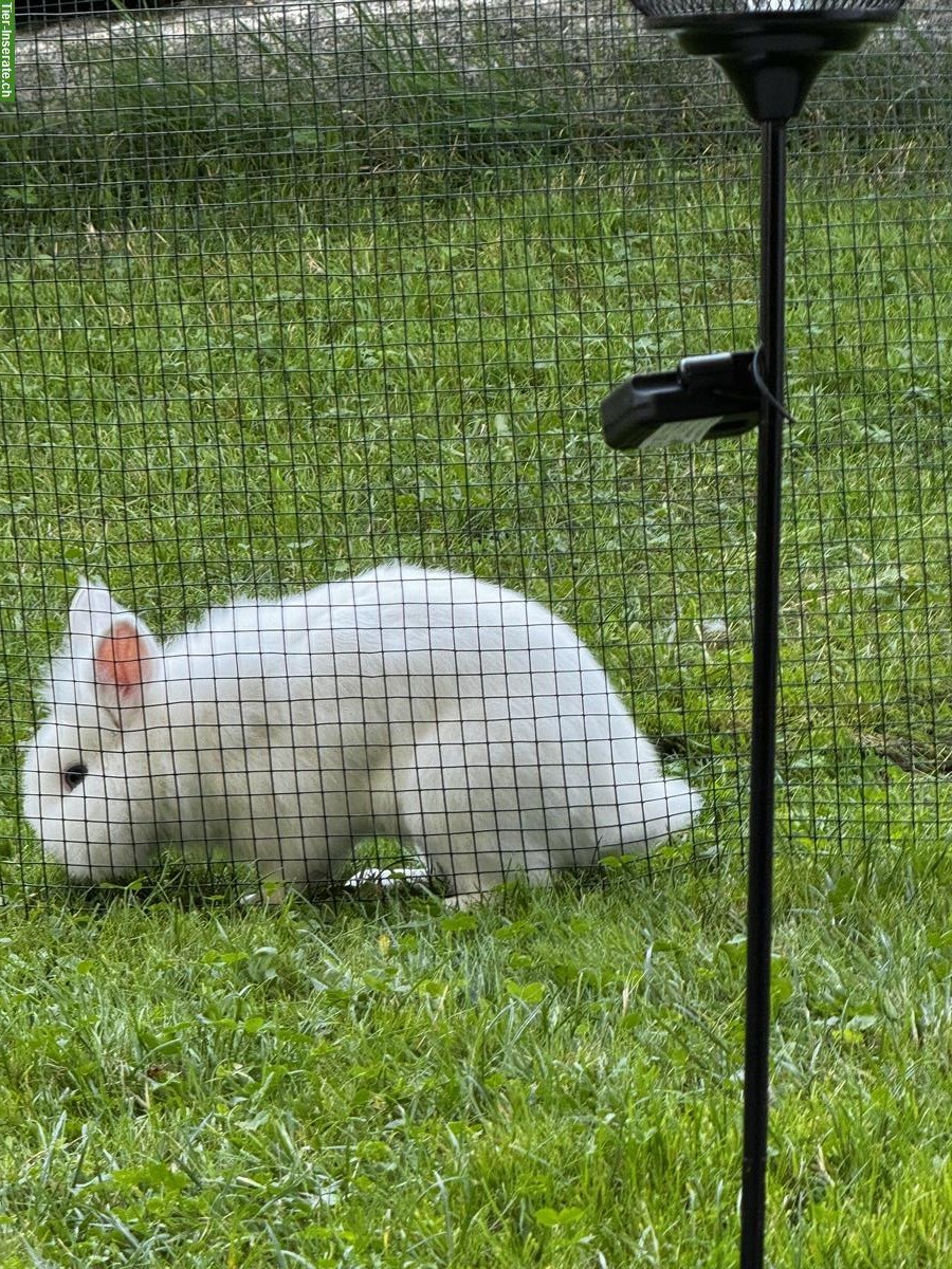 Bild 6: Süßes Löwenkopf Zwergkaninchen Männchen, weiss