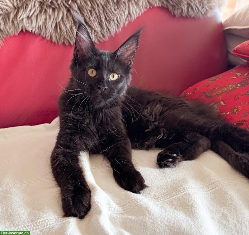 Reinrassige Maine Coon Kitten