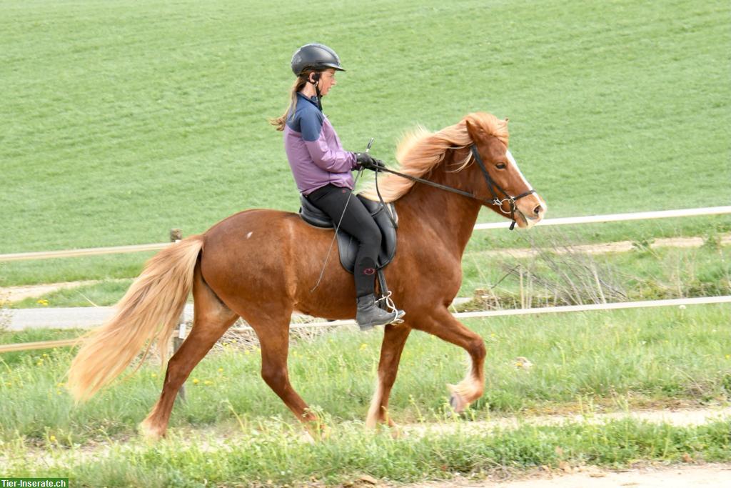 Bild 4: Brave Islandpferde Stute, 10-jährig, 138cm