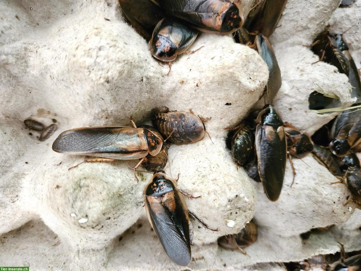 Argentinische Waldschaben - als Futtertier geeignet