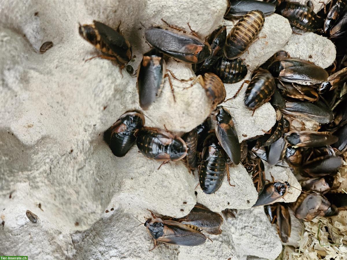 Bild 2: Argentinische Waldschaben - als Futtertier geeignet