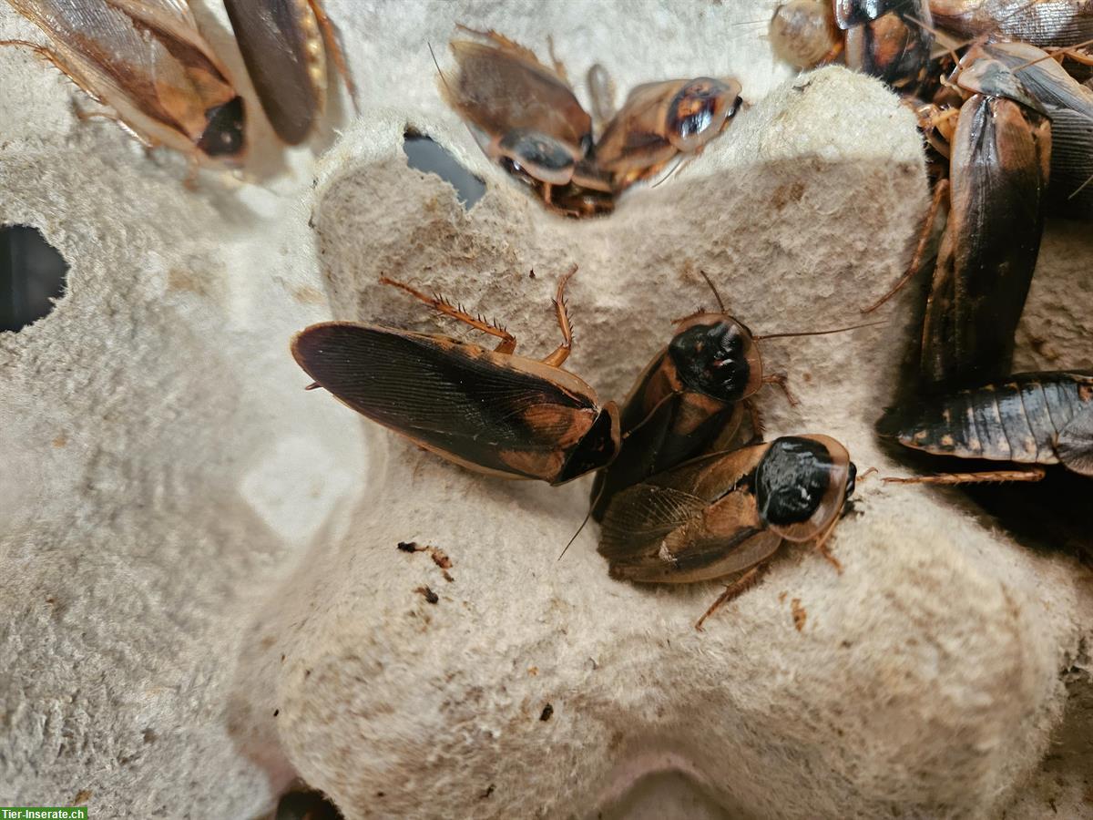 Bild 5: Argentinische Waldschaben - als Futtertier geeignet