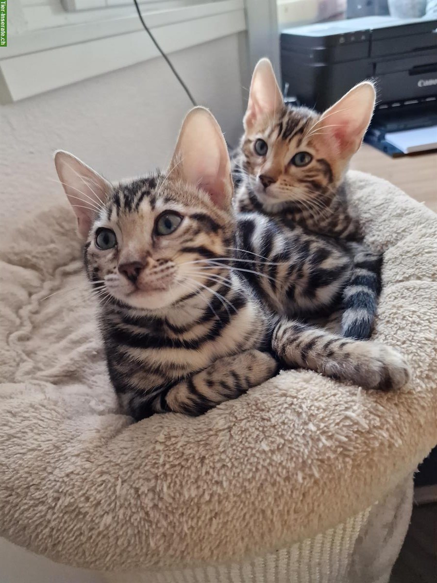 Reinrassige Bengal Kitten zu verkaufen