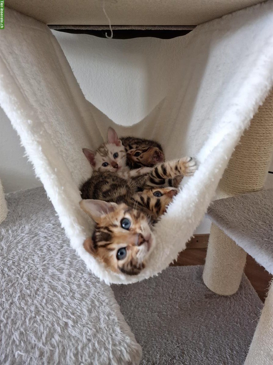 Bild 10: Reinrassige Bengal Kitten zu verkaufen