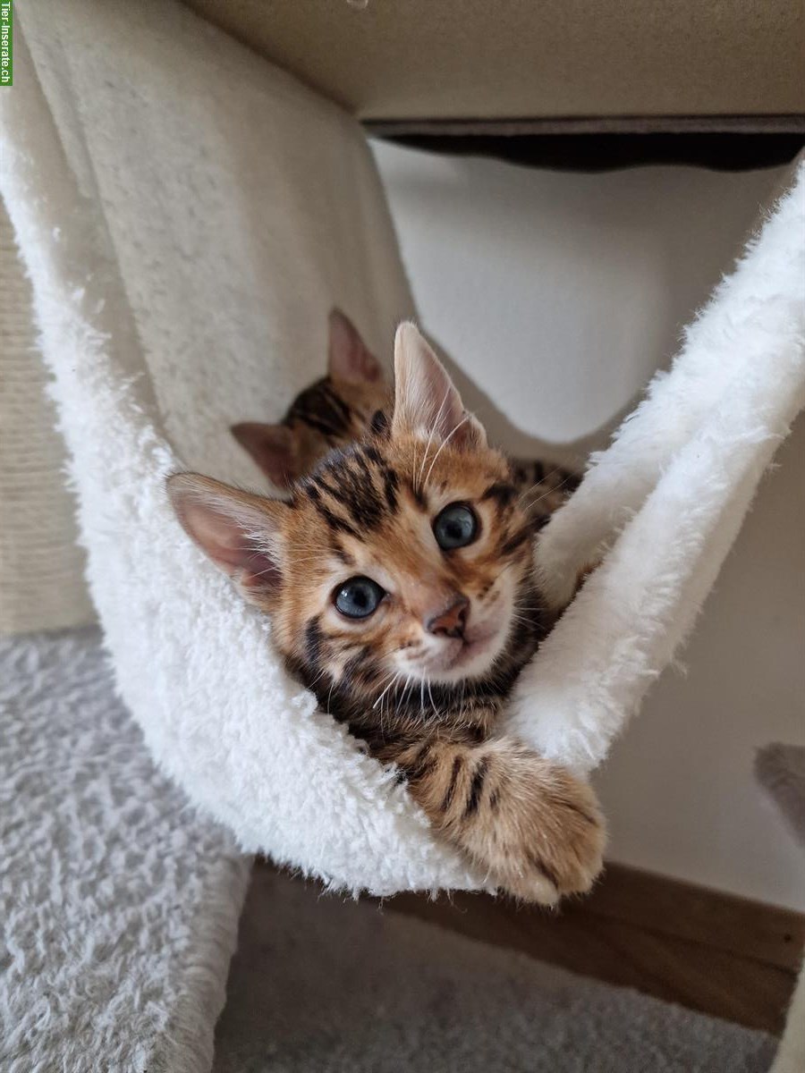 Bild 2: Reinrassige Bengal Kitten zu verkaufen