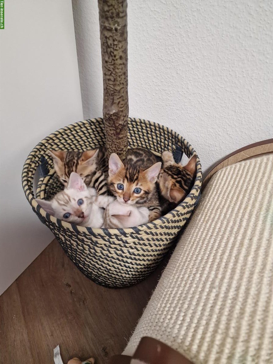 Bild 3: Reinrassige Bengal Kitten zu verkaufen