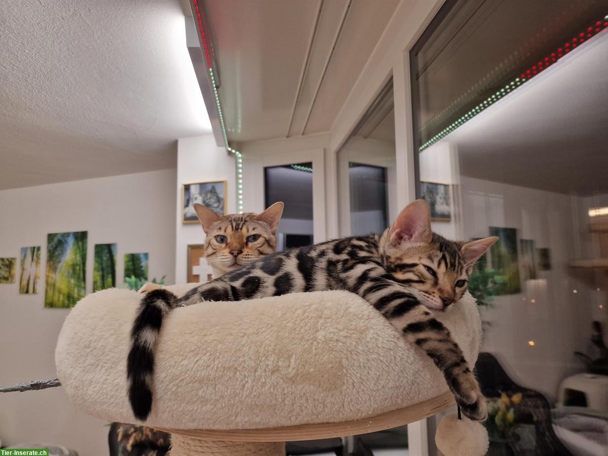 Bild 4: Reinrassige Bengal Kitten zu verkaufen