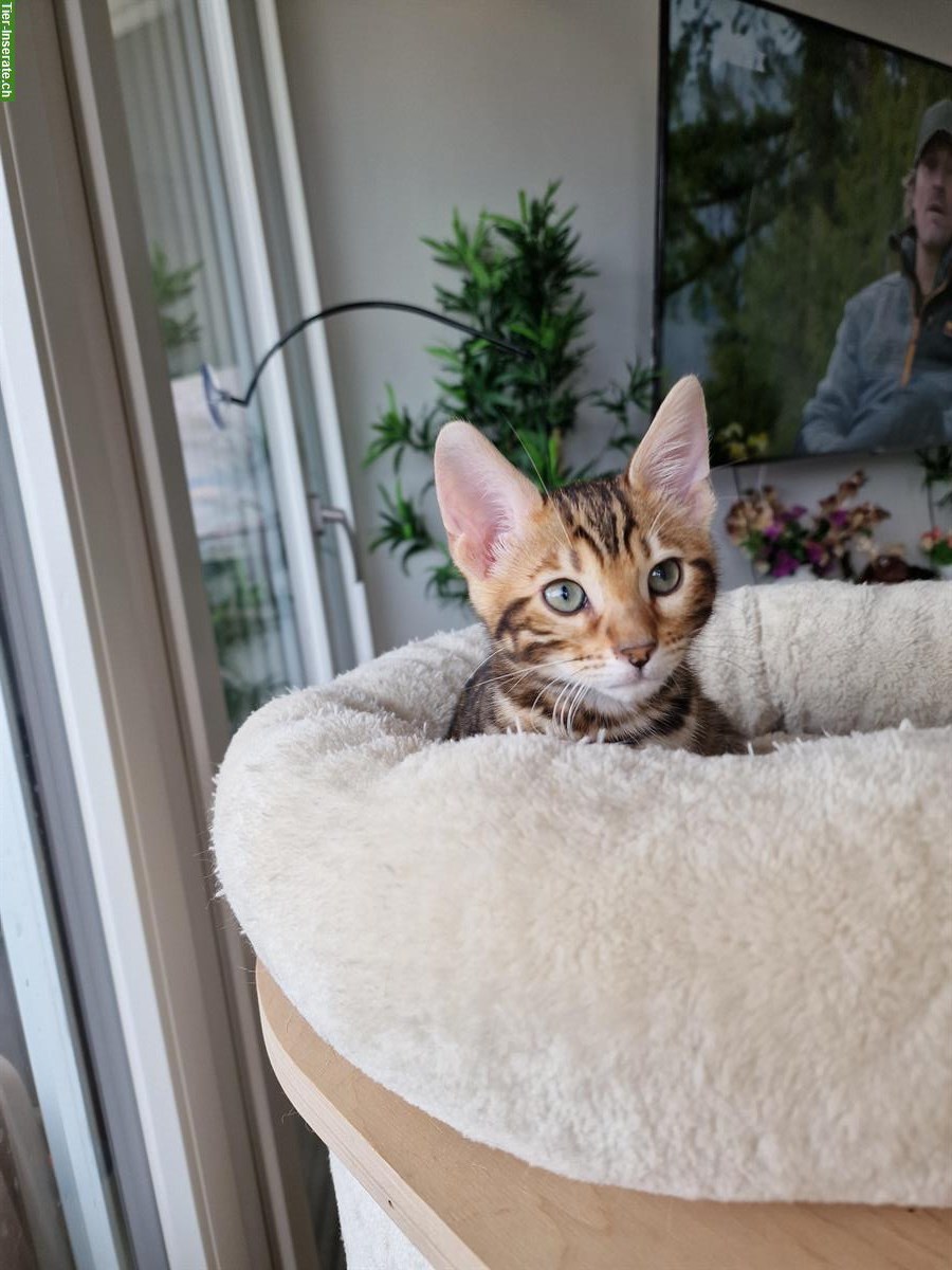 Bild 5: Reinrassige Bengal Kitten zu verkaufen