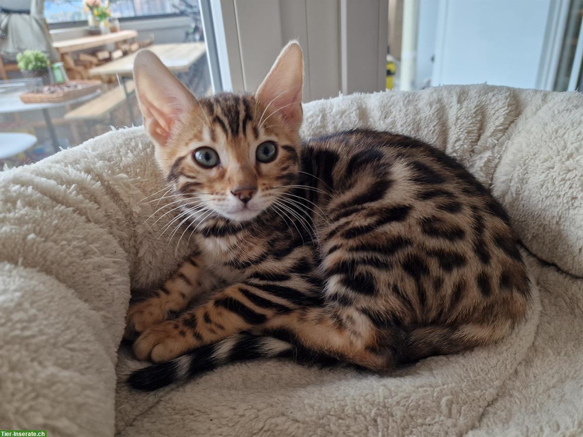 Bild 6: Reinrassige Bengal Kitten zu verkaufen