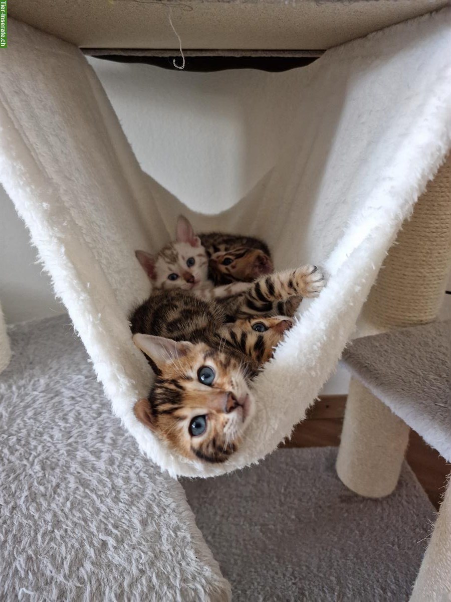 Bild 7: Reinrassige Bengal Kitten zu verkaufen