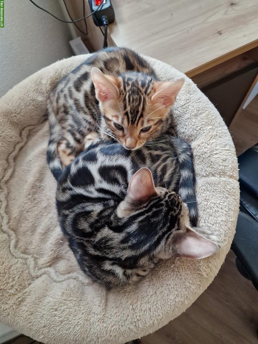 Bild 8: Reinrassige Bengal Kitten zu verkaufen