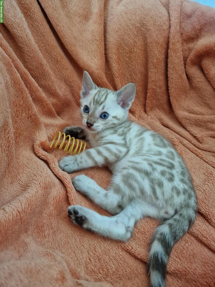 Bild 9: Reinrassige Bengal Kitten zu verkaufen