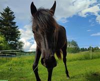 Typvolle junge Araber Stute, 18 Monate, homozygot Rappe